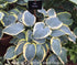 Hosta 'First Frost' - New Forest Hostas & Hemerocallis
