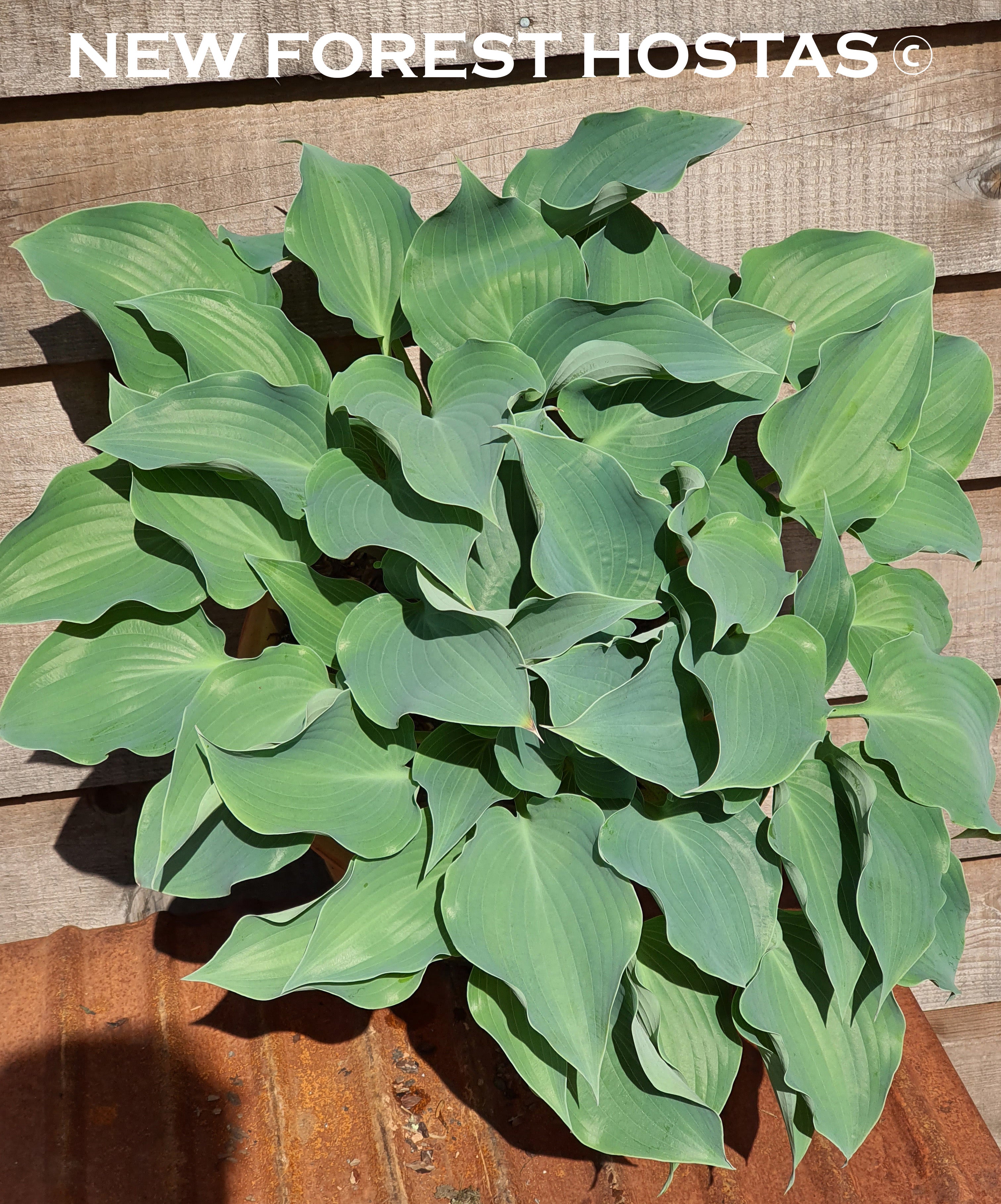 Hosta 'Flemish Sky' - New Forest Hostas & Hemerocallis