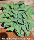 Hosta 'Flemish Sky' - New Forest Hostas & Hemerocallis