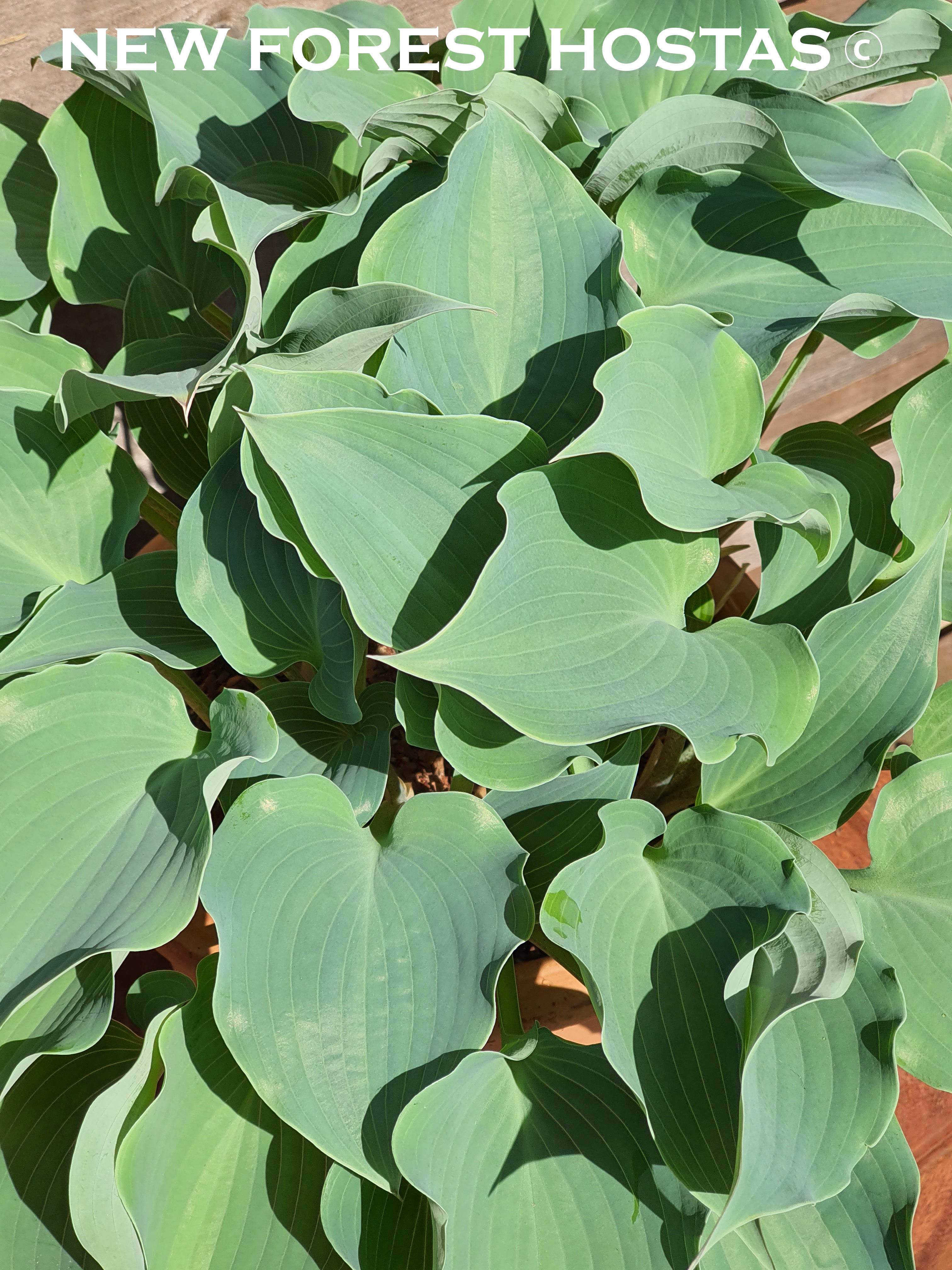 Hosta 'Flemish Sky' - New Forest Hostas & Hemerocallis