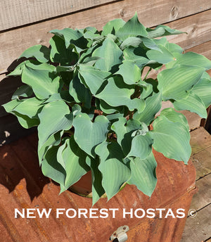 Hosta 'Flemish Sky' - New Forest Hostas & Hemerocallis
