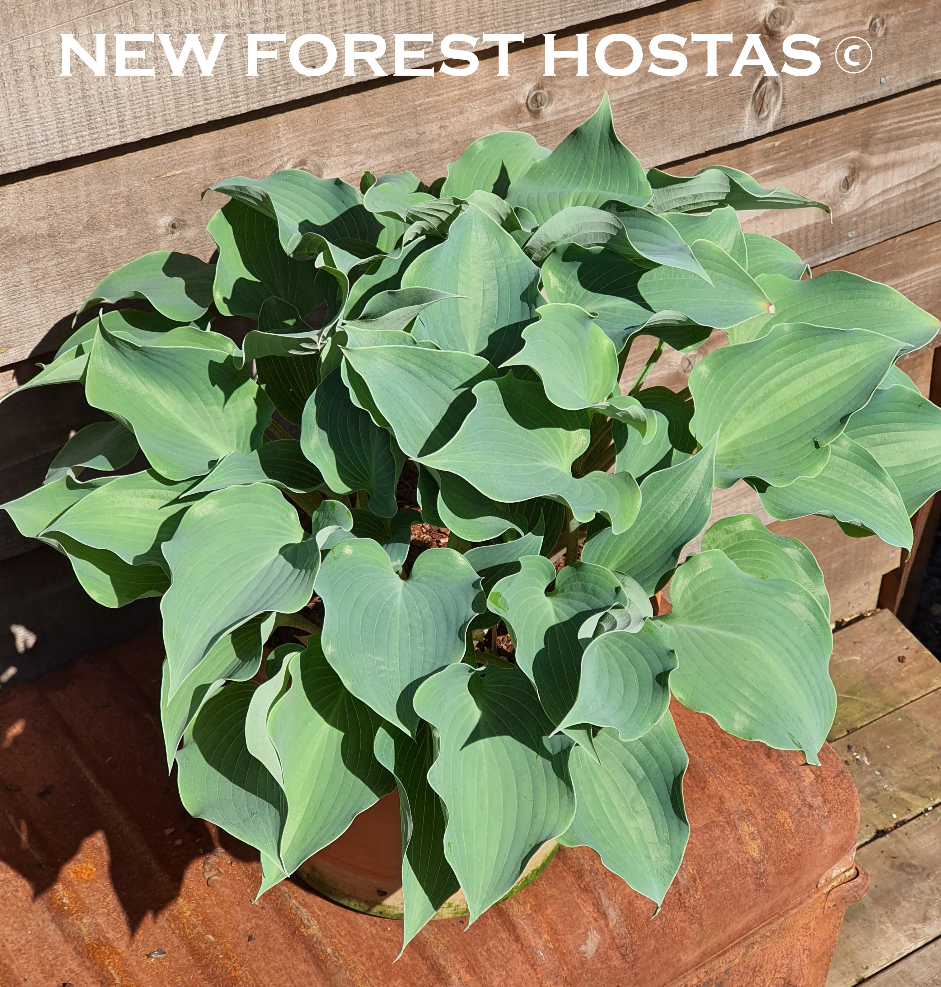 Hosta 'Flemish Sky' - New Forest Hostas & Hemerocallis