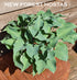 Hosta 'Flemish Sky' - New Forest Hostas & Hemerocallis