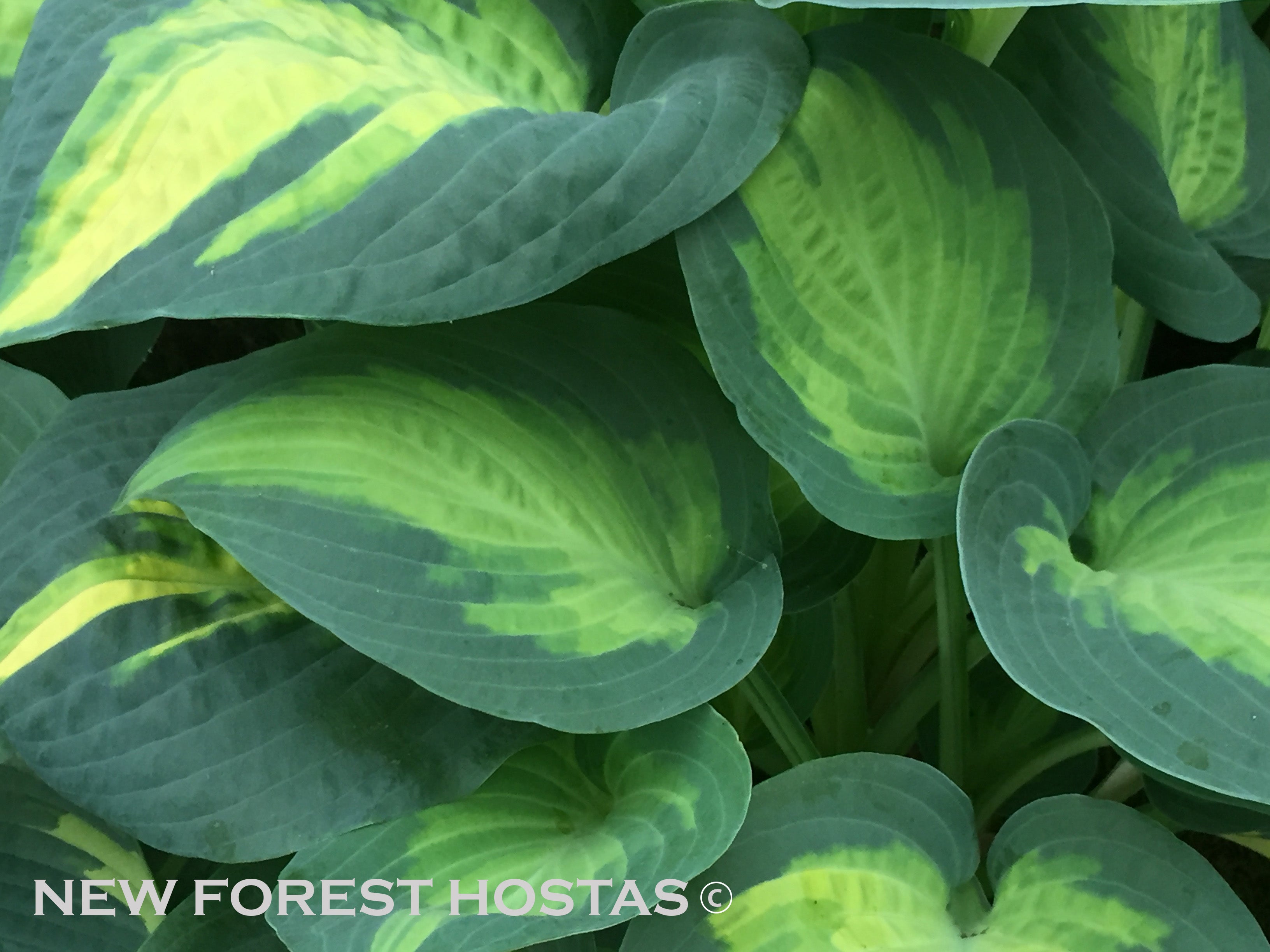 Hosta 'Forbidden Fruit' - New Forest Hostas & Hemerocallis