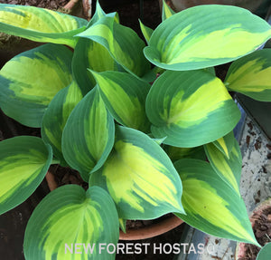 Hosta 'Forbidden Fruit' - New Forest Hostas & Hemerocallis