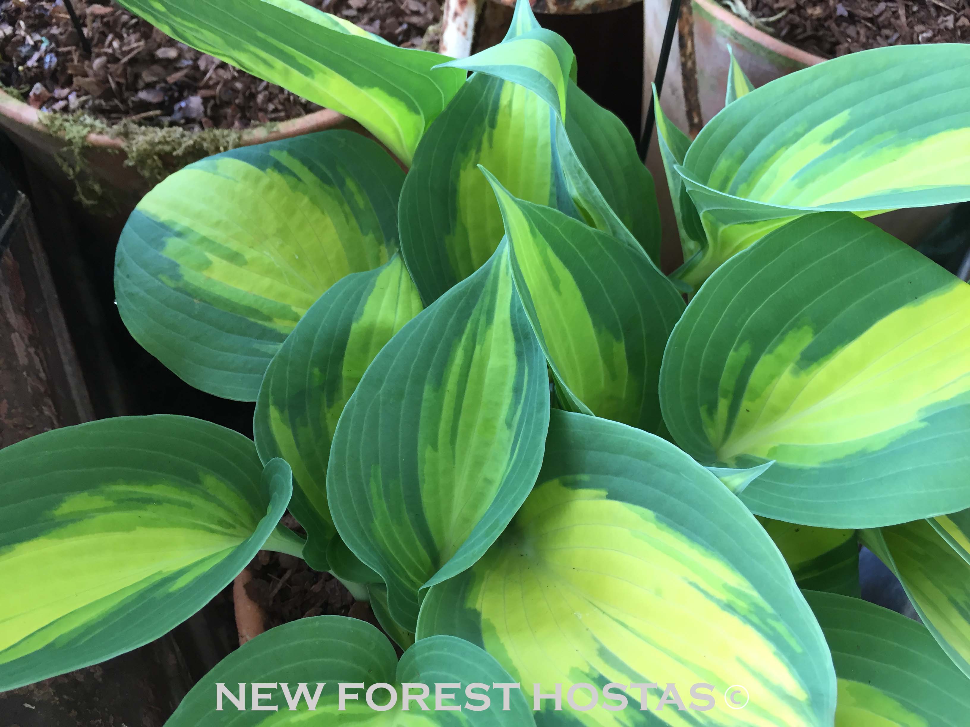 Hosta 'Forbidden Fruit' - New Forest Hostas & Hemerocallis