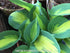 Hosta 'Forbidden Fruit' - New Forest Hostas & Hemerocallis