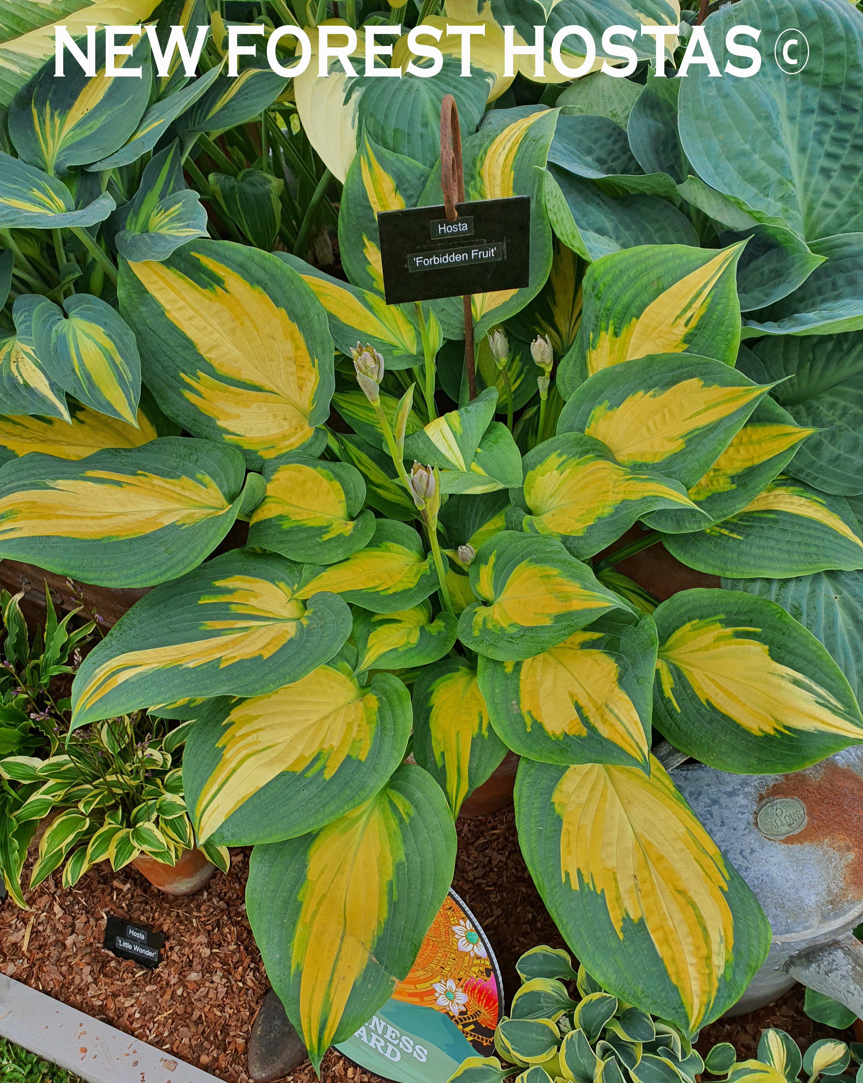 Hosta 'Forbidden Fruit' - New Forest Hostas & Hemerocallis