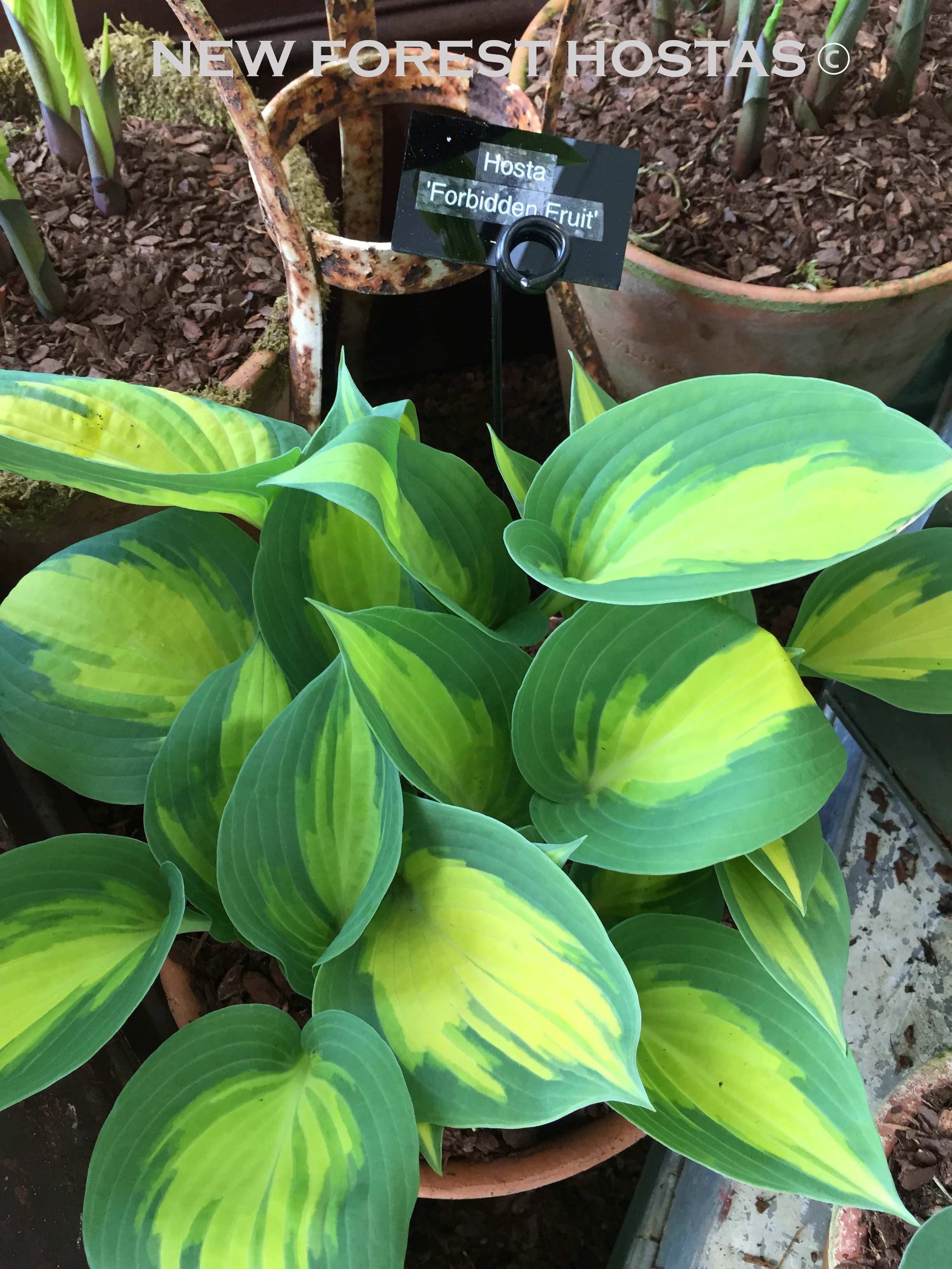 Hosta 'Forbidden Fruit' - New Forest Hostas & Hemerocallis
