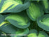 Hosta 'Forbidden Fruit' - New Forest Hostas & Hemerocallis