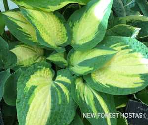 Hosta 'Forbidden Fruit' - New Forest Hostas & Hemerocallis