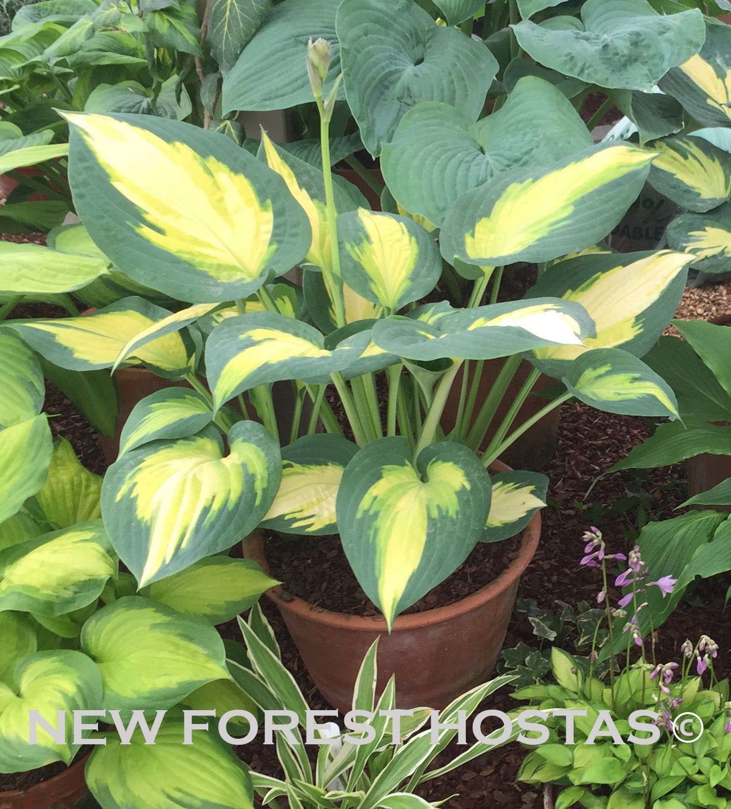 Hosta 'Forbidden Fruit' - New Forest Hostas & Hemerocallis