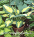 Hosta 'Forbidden Fruit' - New Forest Hostas & Hemerocallis