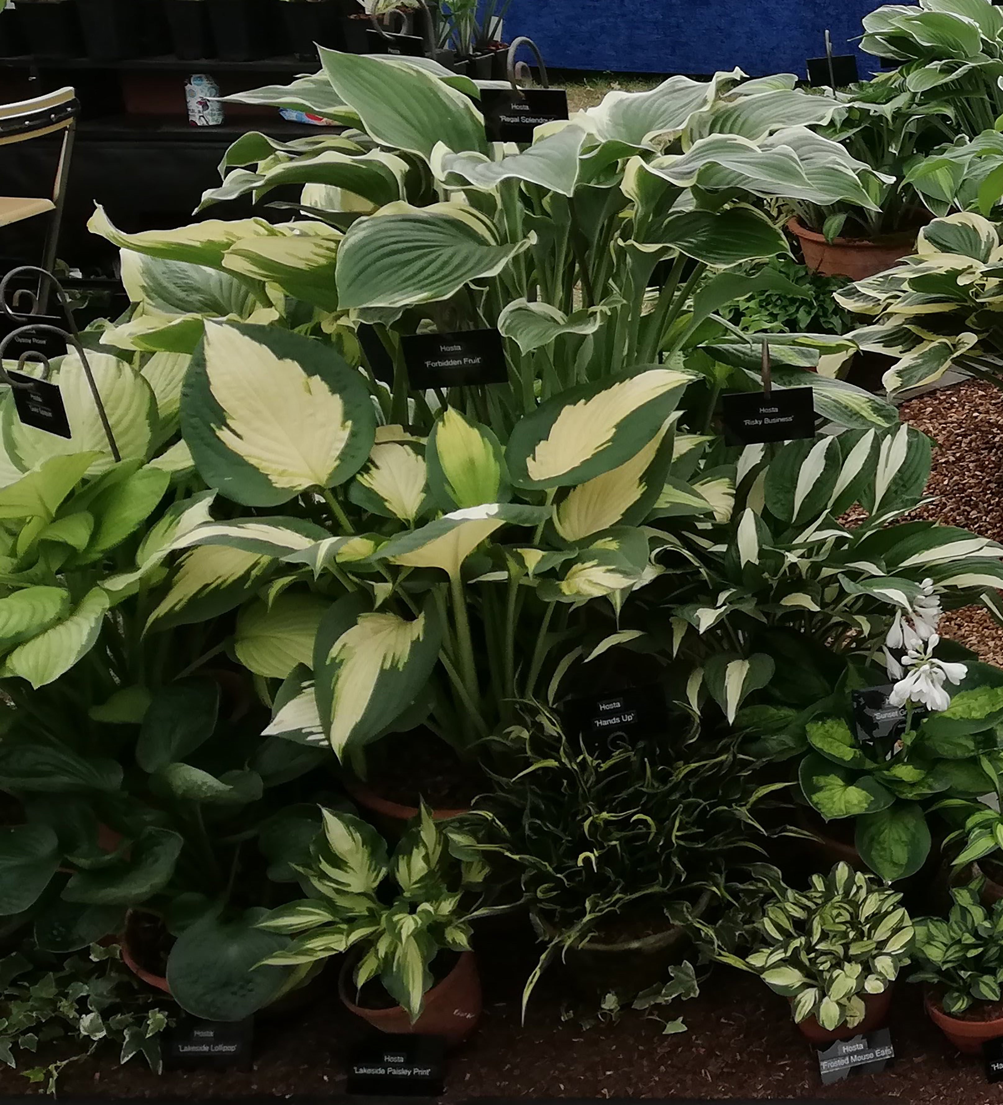 Hosta 'Forbidden Fruit' - New Forest Hostas & Hemerocallis