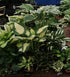 Hosta 'Forbidden Fruit' - New Forest Hostas & Hemerocallis