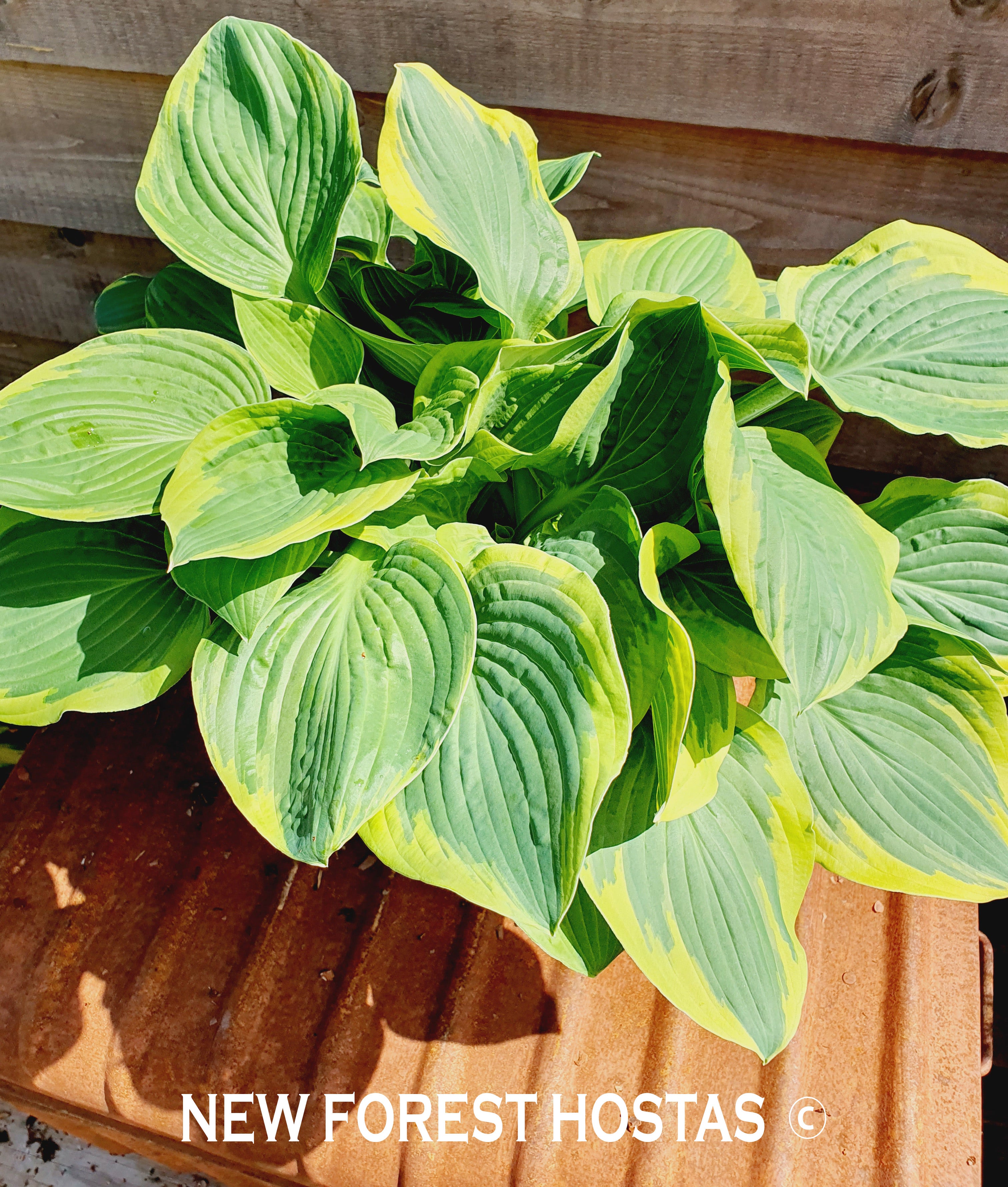 Hosta 'Formal Attire' - New Forest Hostas & Hemerocallis