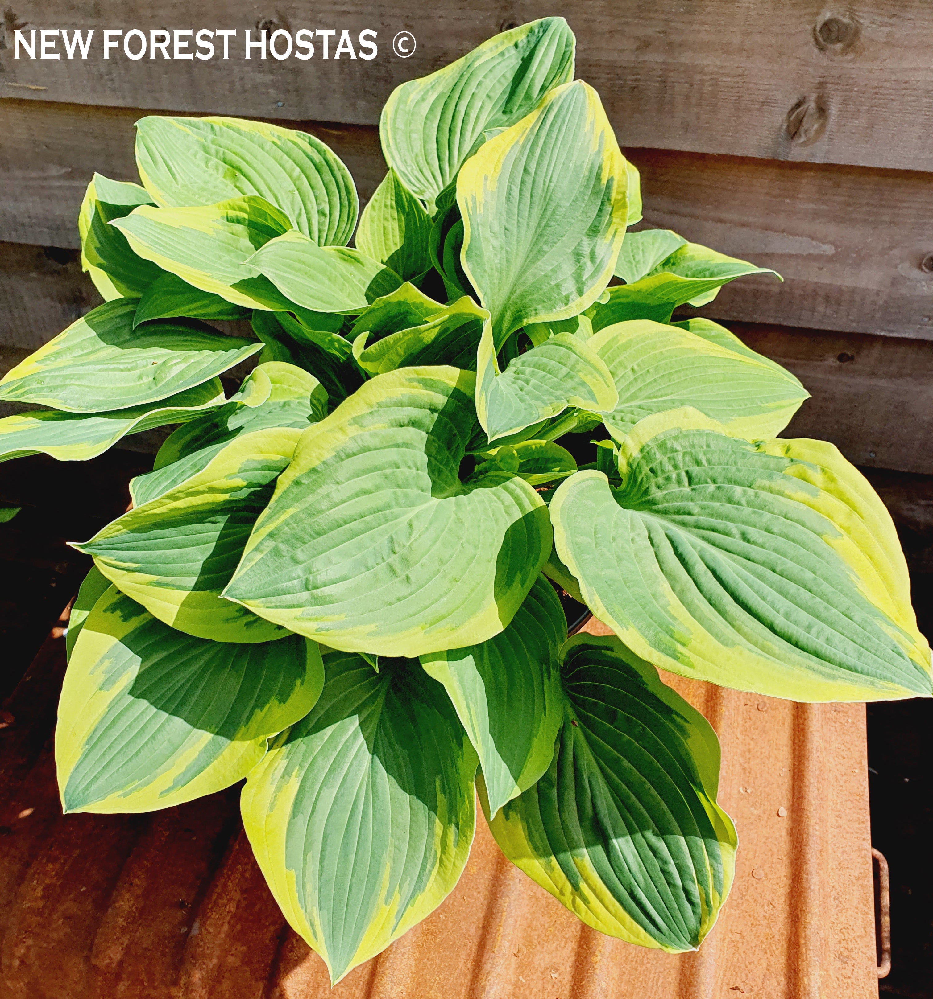 Hosta 'Formal Attire' - New Forest Hostas & Hemerocallis