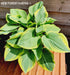 Hosta 'Formal Attire' - New Forest Hostas & Hemerocallis