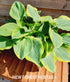 Hosta 'Formal Attire' - New Forest Hostas & Hemerocallis