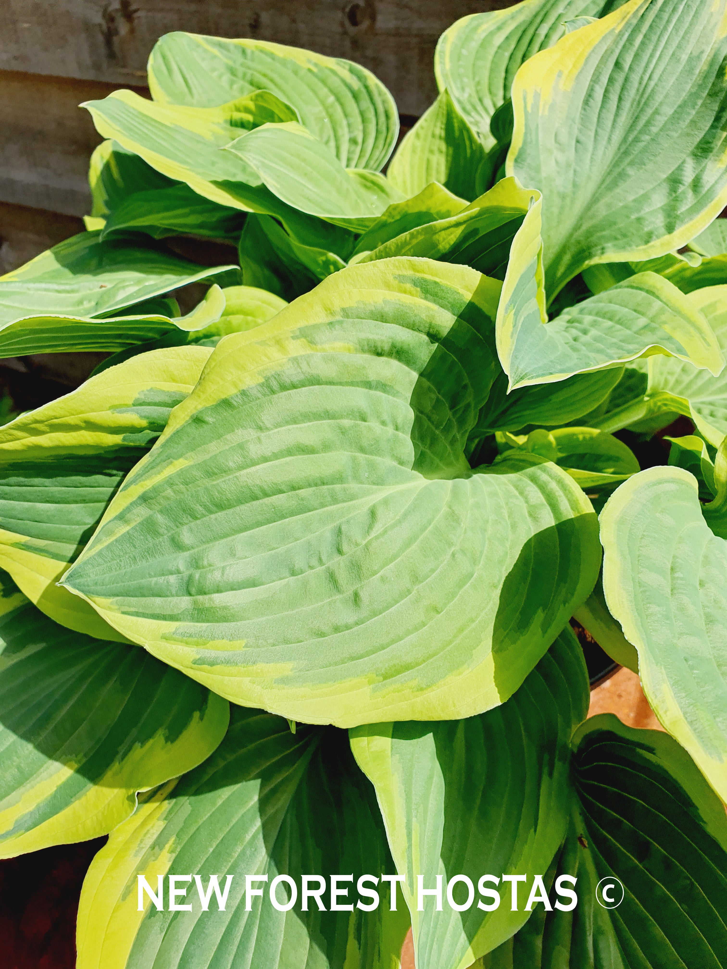 Hosta 'Formal Attire' - New Forest Hostas & Hemerocallis