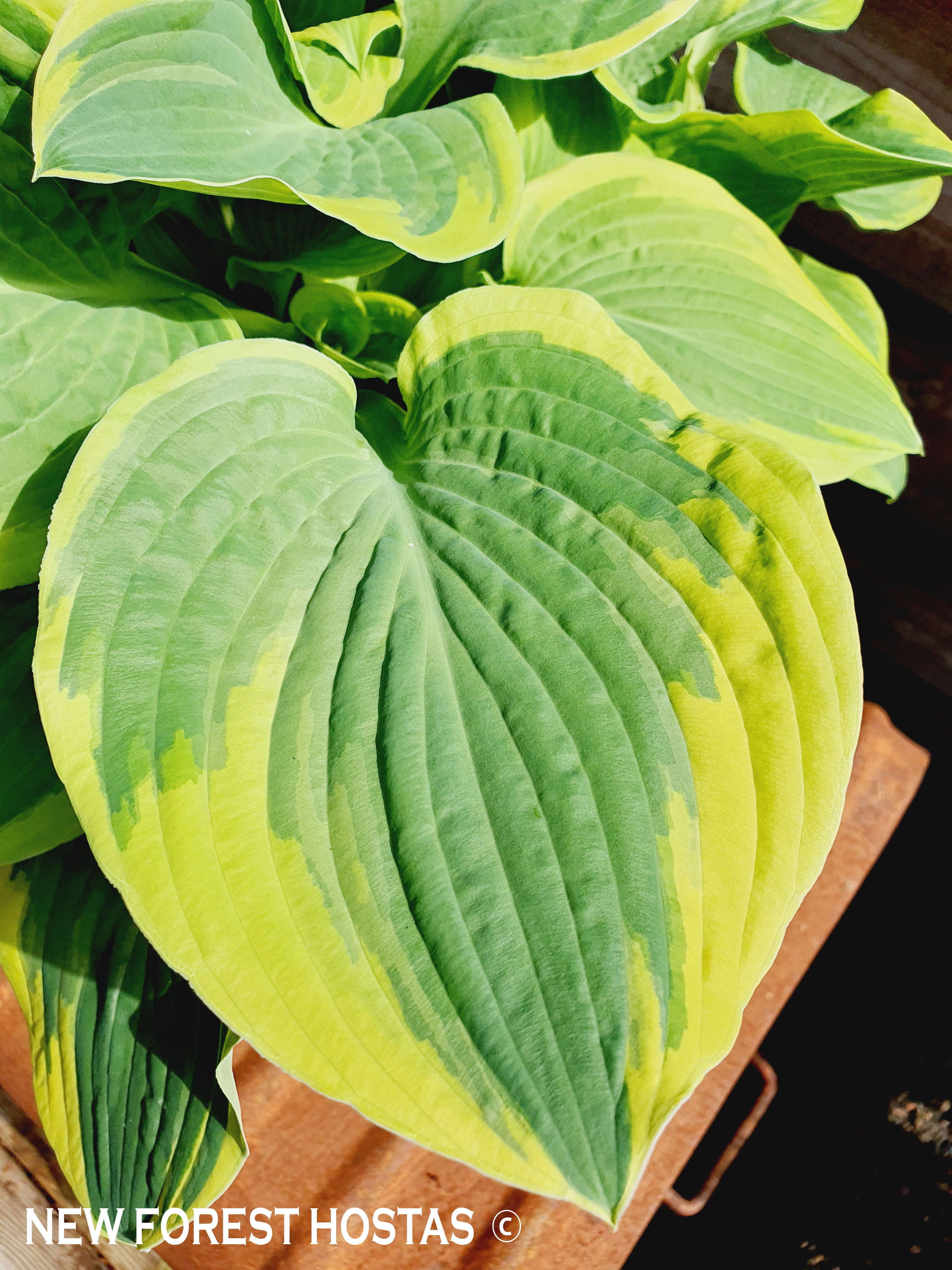 Hosta 'Formal Attire' - New Forest Hostas & Hemerocallis
