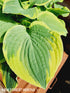 Hosta 'Formal Attire' - New Forest Hostas & Hemerocallis