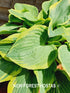 Hosta 'Formal Attire' - New Forest Hostas & Hemerocallis