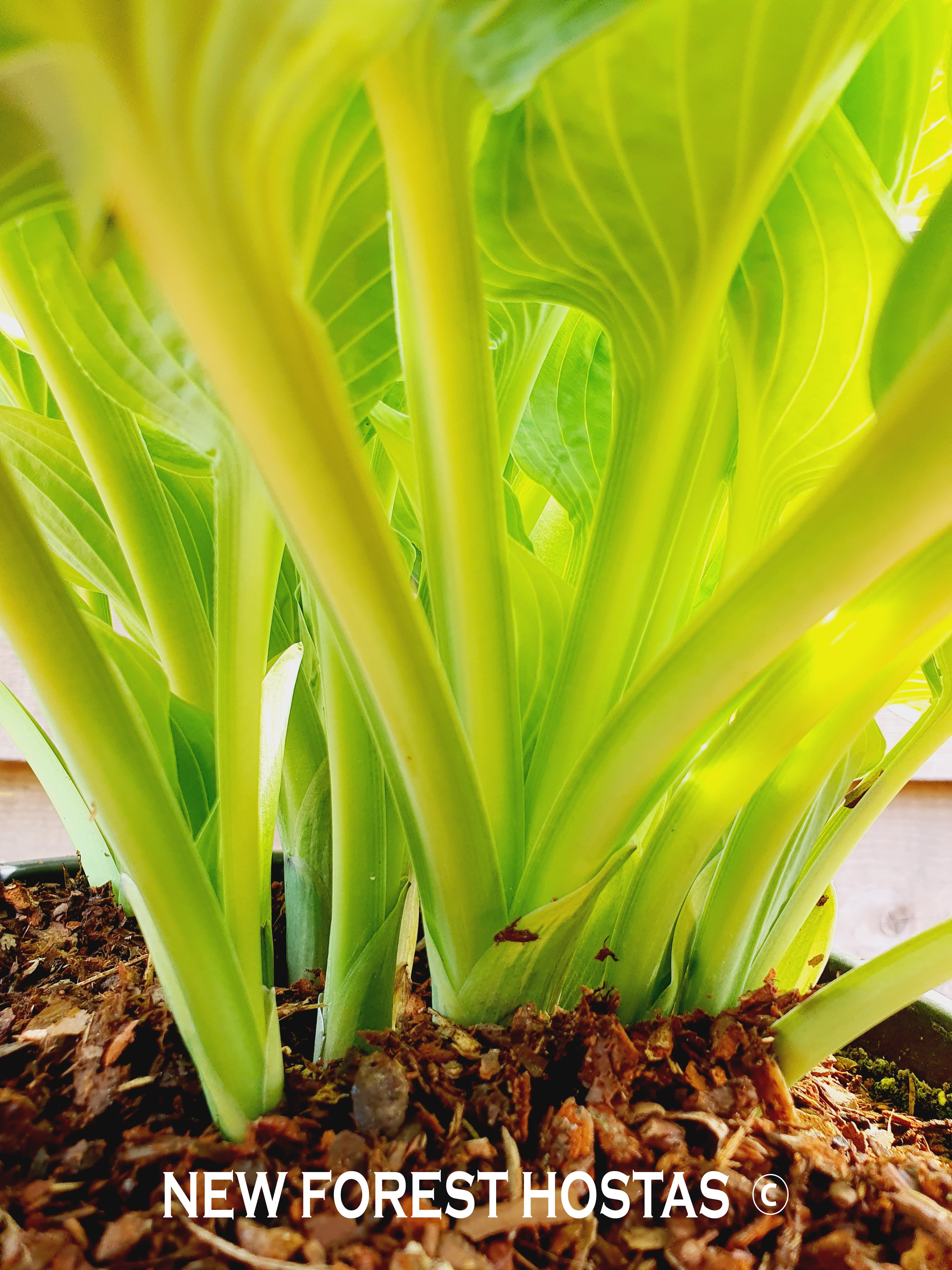 Hosta 'Formal Attire' - New Forest Hostas & Hemerocallis