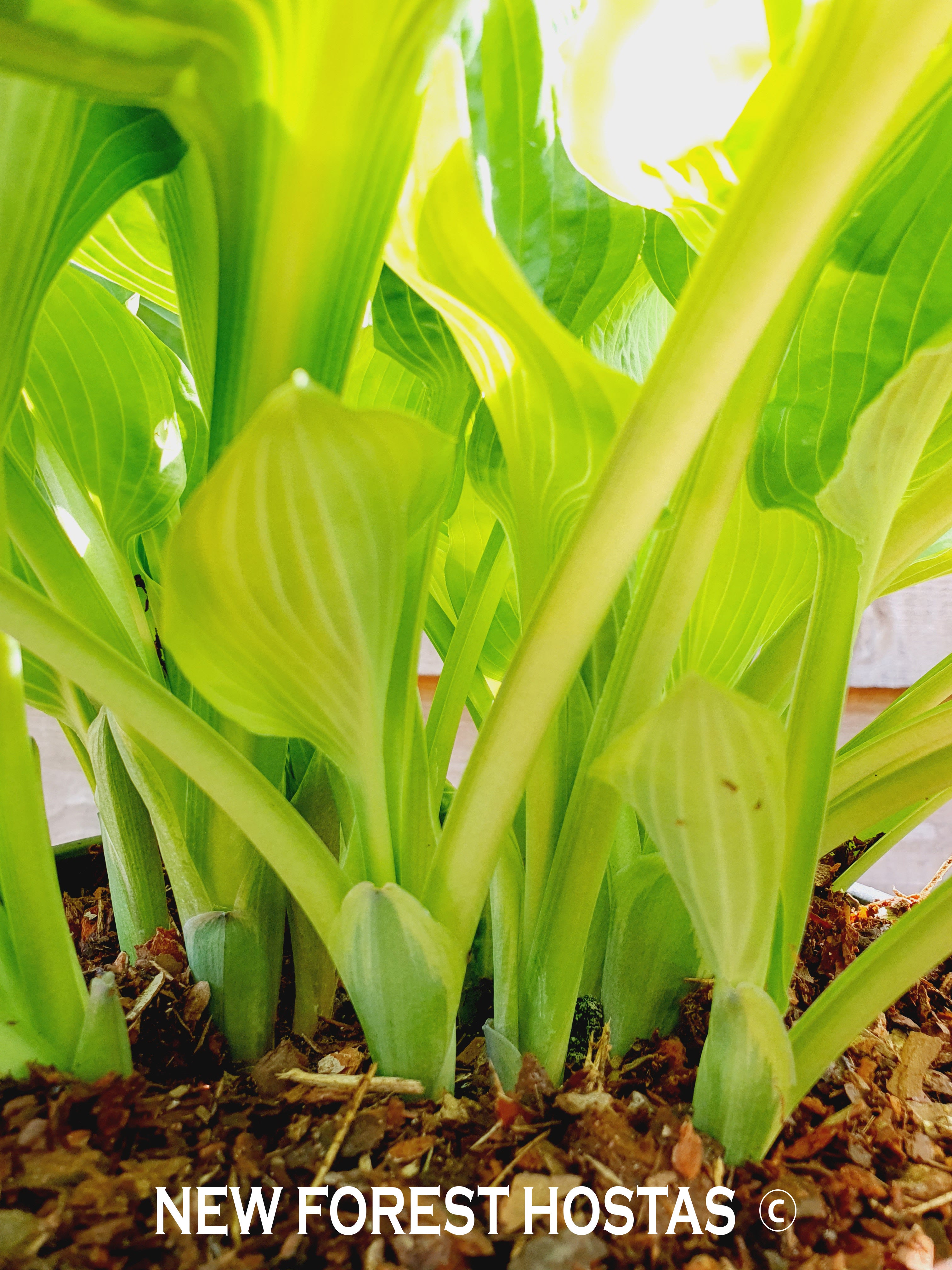 Hosta 'Formal Attire' - New Forest Hostas & Hemerocallis
