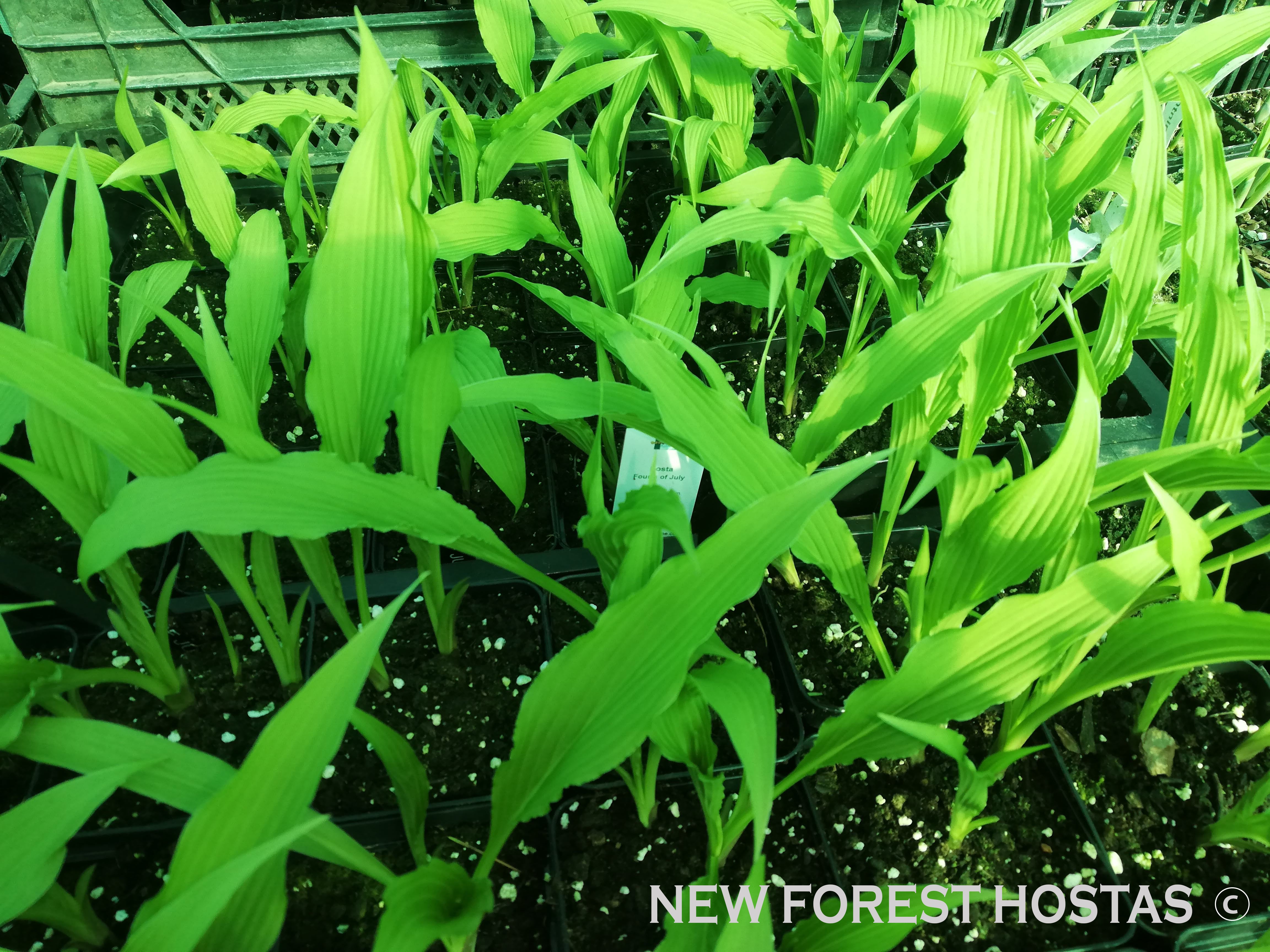 Hosta 'Fourth Of July' - New Forest Hostas & Hemerocallis