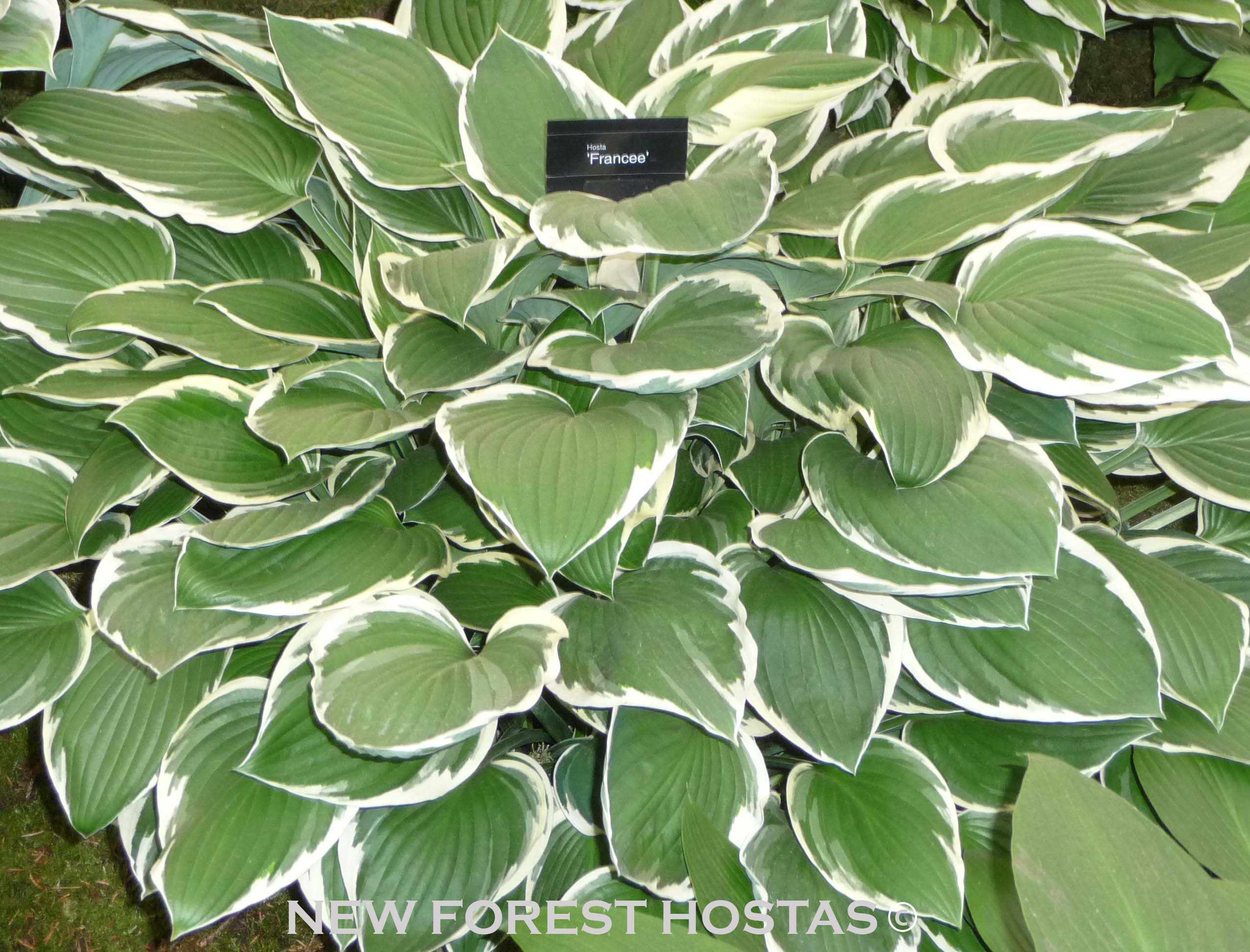Hosta 'Francee' - New Forest Hostas & Hemerocallis