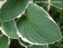 Hosta 'Francee' - New Forest Hostas & Hemerocallis