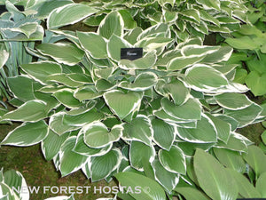 Hosta 'Francee' - New Forest Hostas & Hemerocallis