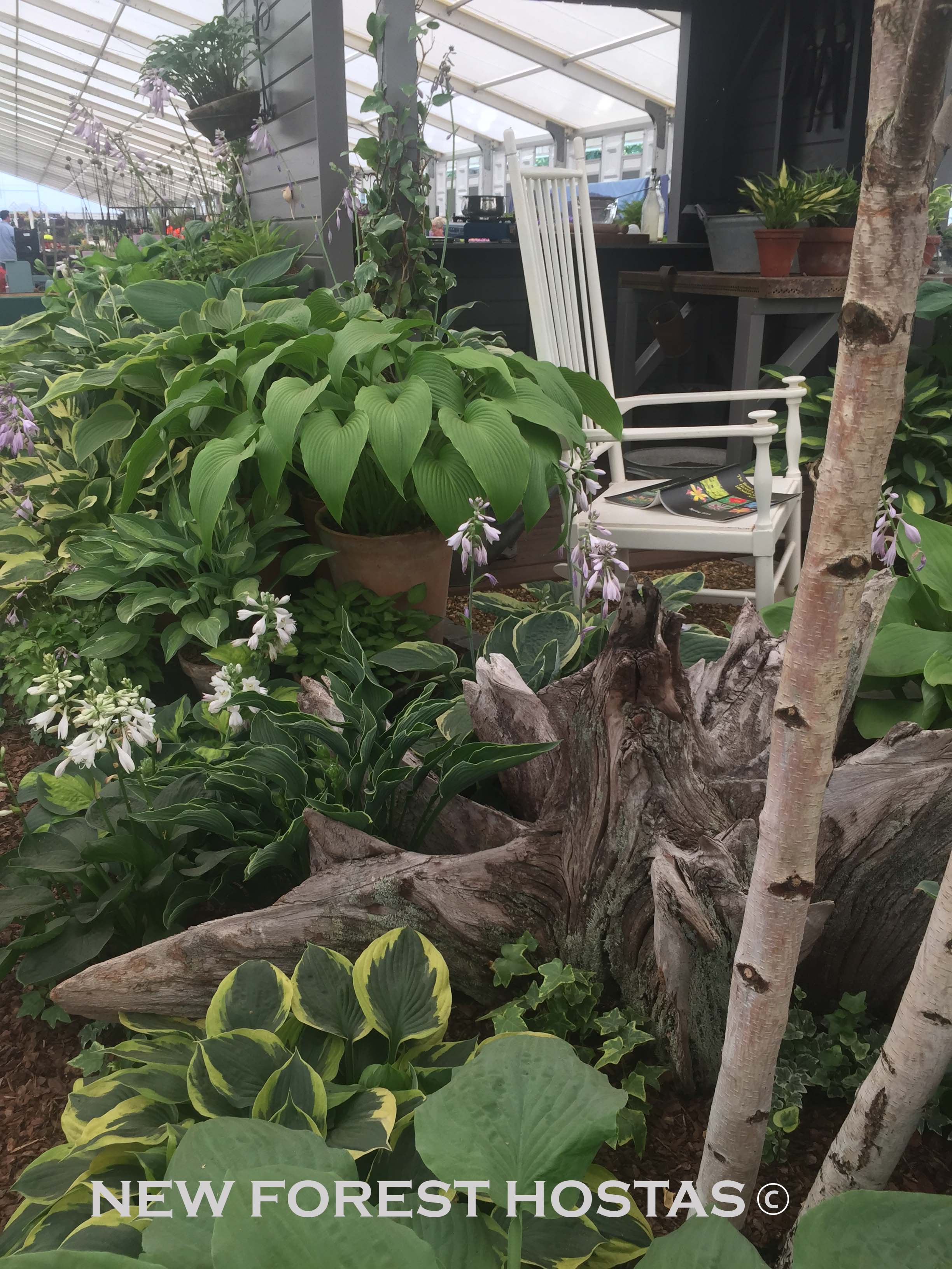 Hosta 'Zounds' - New Forest Hostas & Hemerocallis