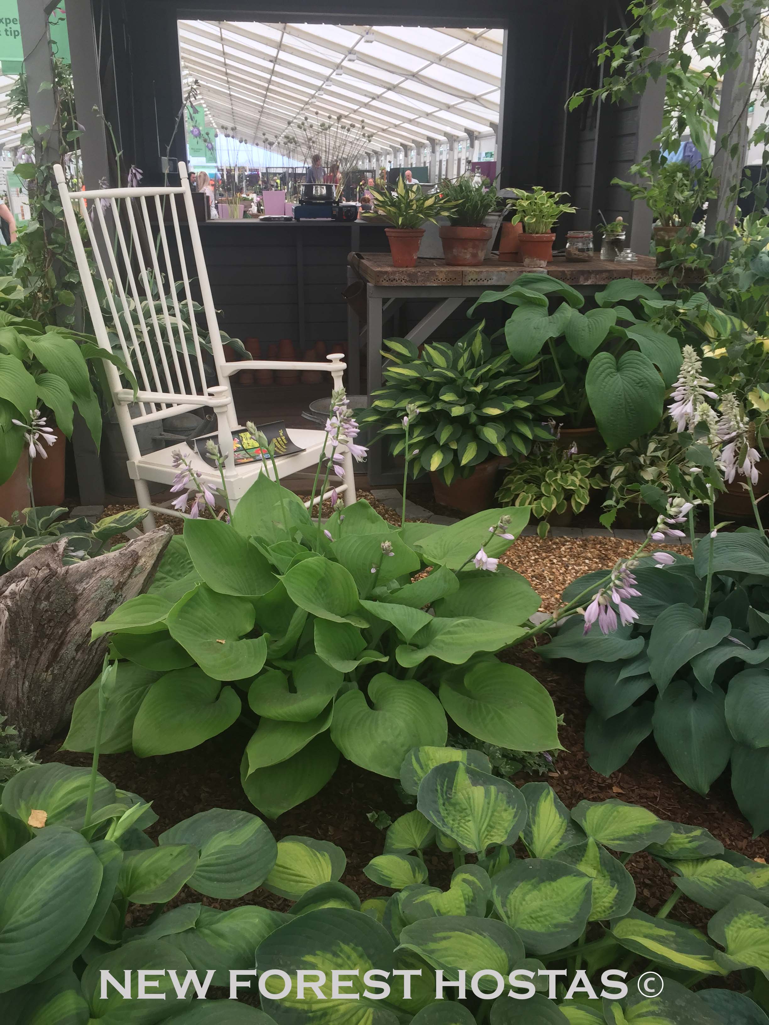 Hosta 'Risky Business' - New Forest Hostas & Hemerocallis