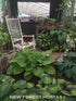 Hosta 'Risky Business' - New Forest Hostas & Hemerocallis