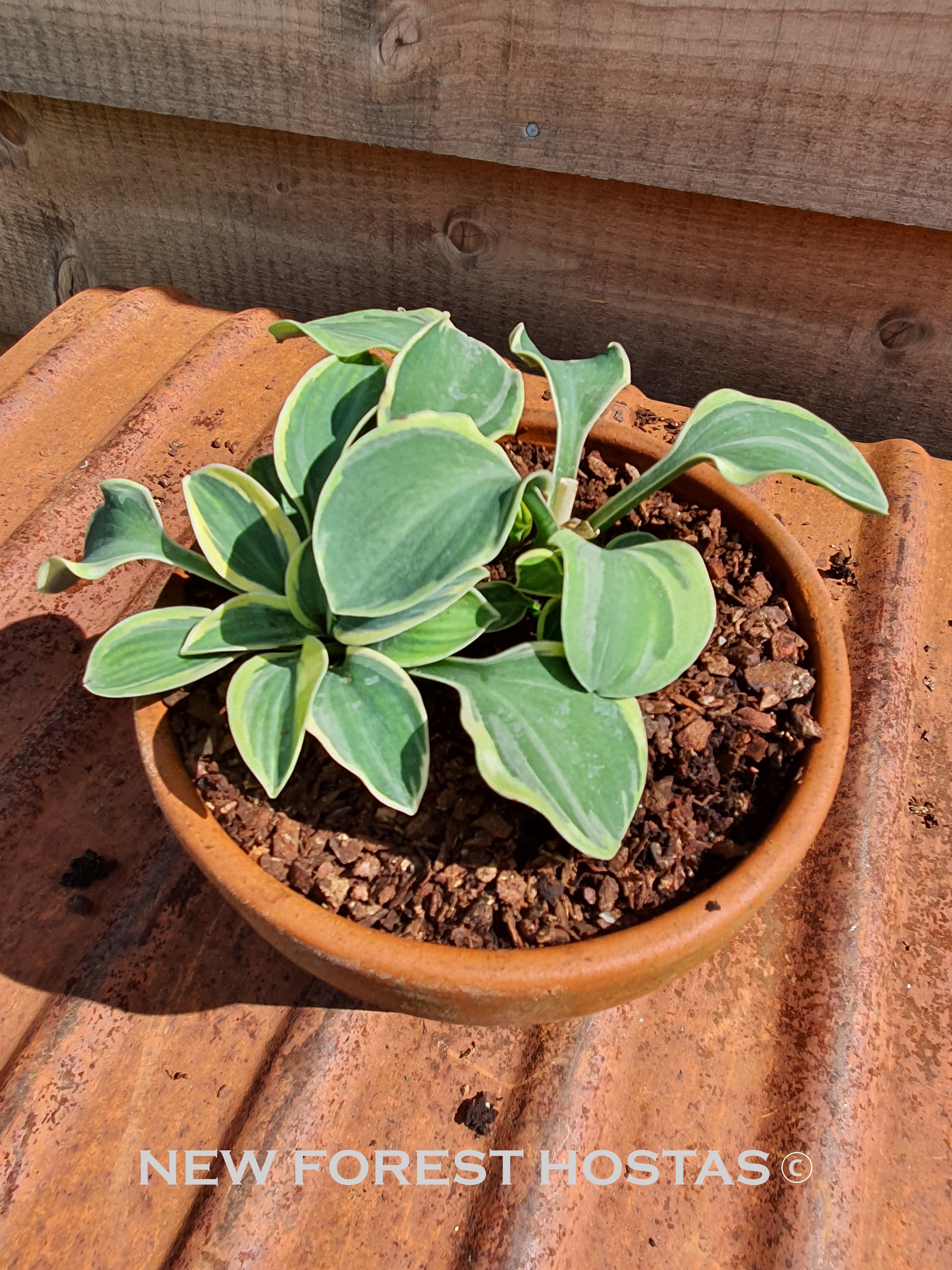 Hosta 'Frosted Mouse Ears' - New Forest Hostas & Hemerocallis