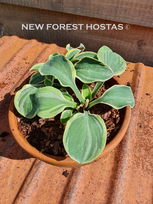 Hosta 'Frosted Mouse Ears' - New Forest Hostas & Hemerocallis