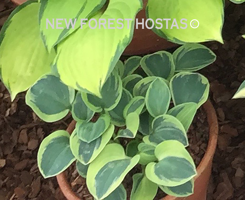Hosta 'Frosted Mouse Ears' - New Forest Hostas & Hemerocallis