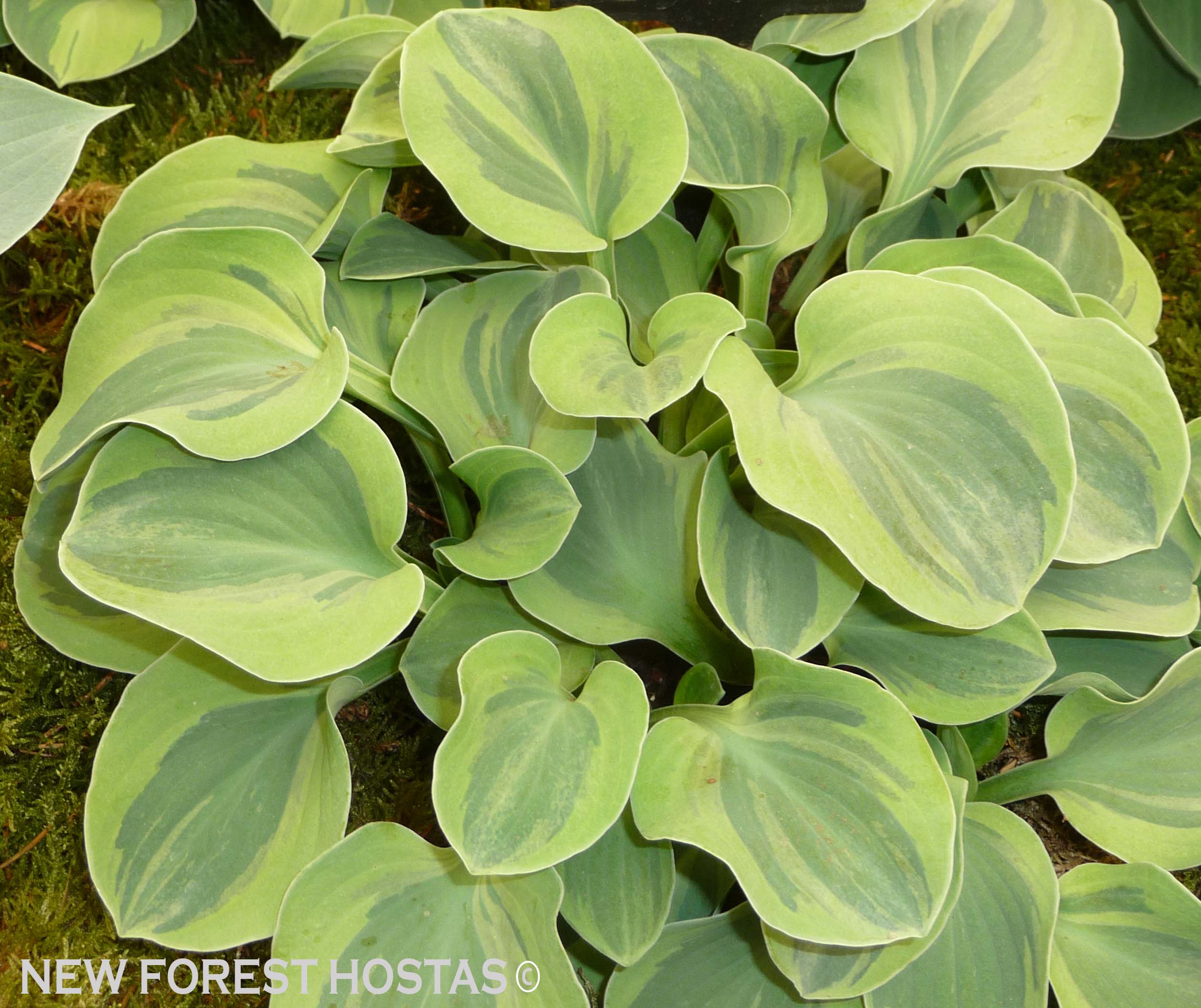 Hosta 'Frosted Mouse Ears' - New Forest Hostas & Hemerocallis