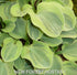 Hosta 'Frosted Mouse Ears' - New Forest Hostas & Hemerocallis