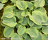 Hosta 'Frosted Mouse Ears' - New Forest Hostas & Hemerocallis