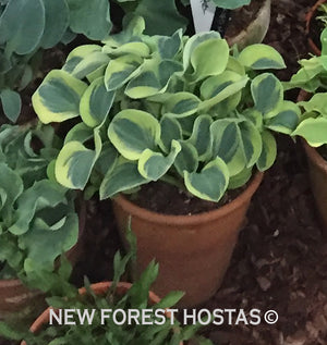 Hosta 'Frosted Mouse Ears' - New Forest Hostas & Hemerocallis