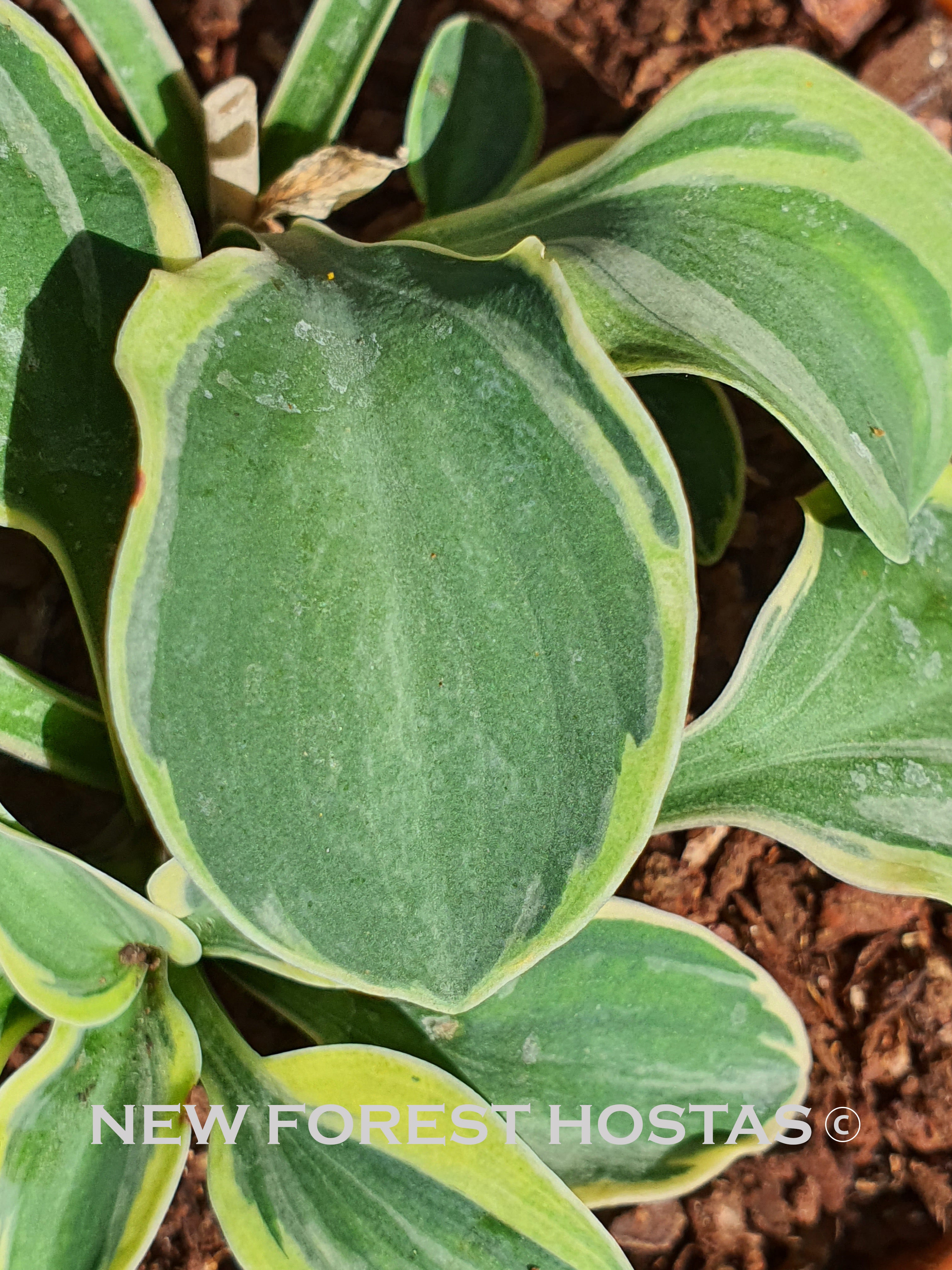 Hosta 'Frosted Mouse Ears' - New Forest Hostas & Hemerocallis