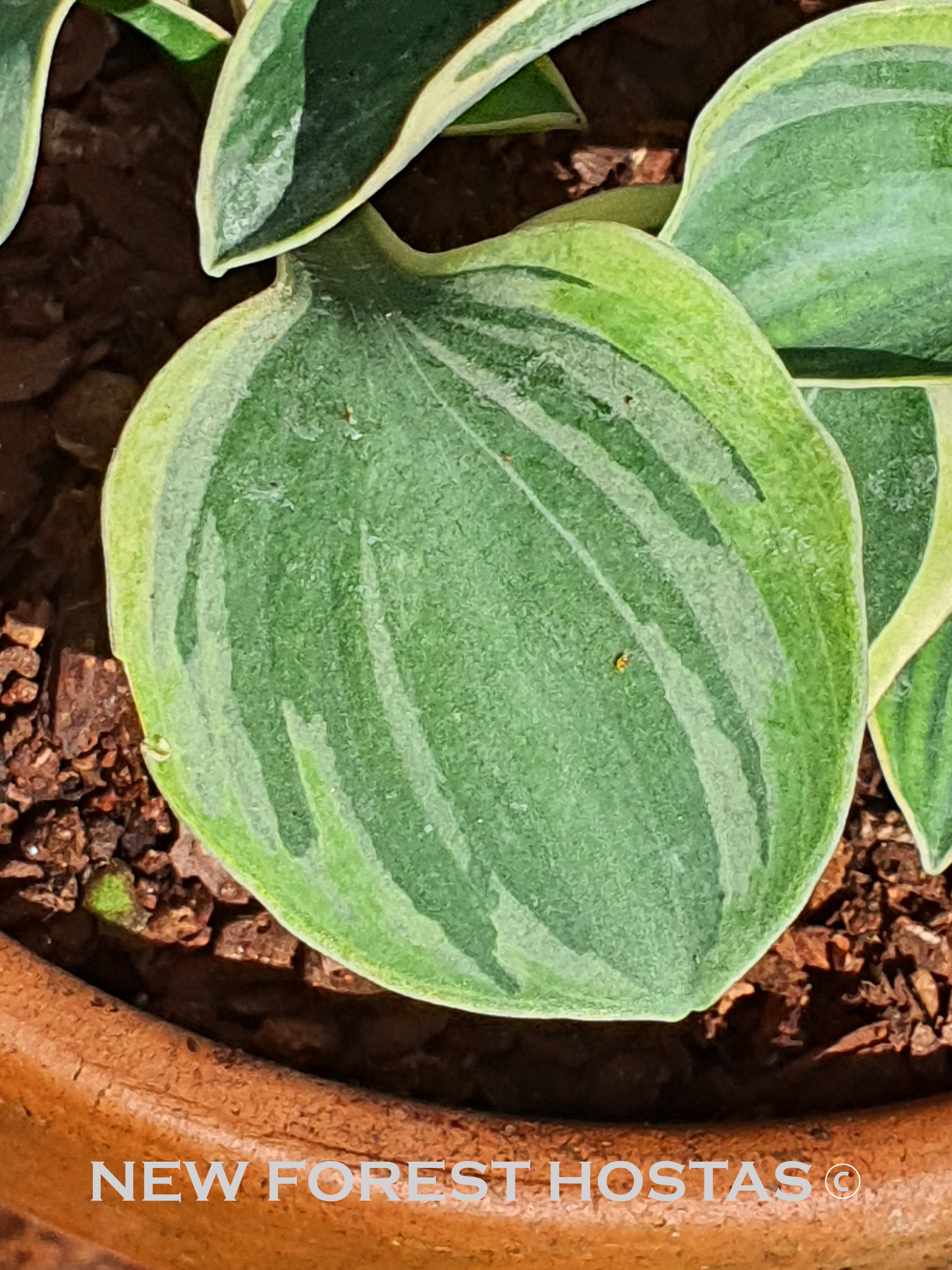 Hosta 'Frosted Mouse Ears' - New Forest Hostas & Hemerocallis