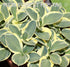 Hosta 'Funny Mouse' - New Forest Hostas & Hemerocallis