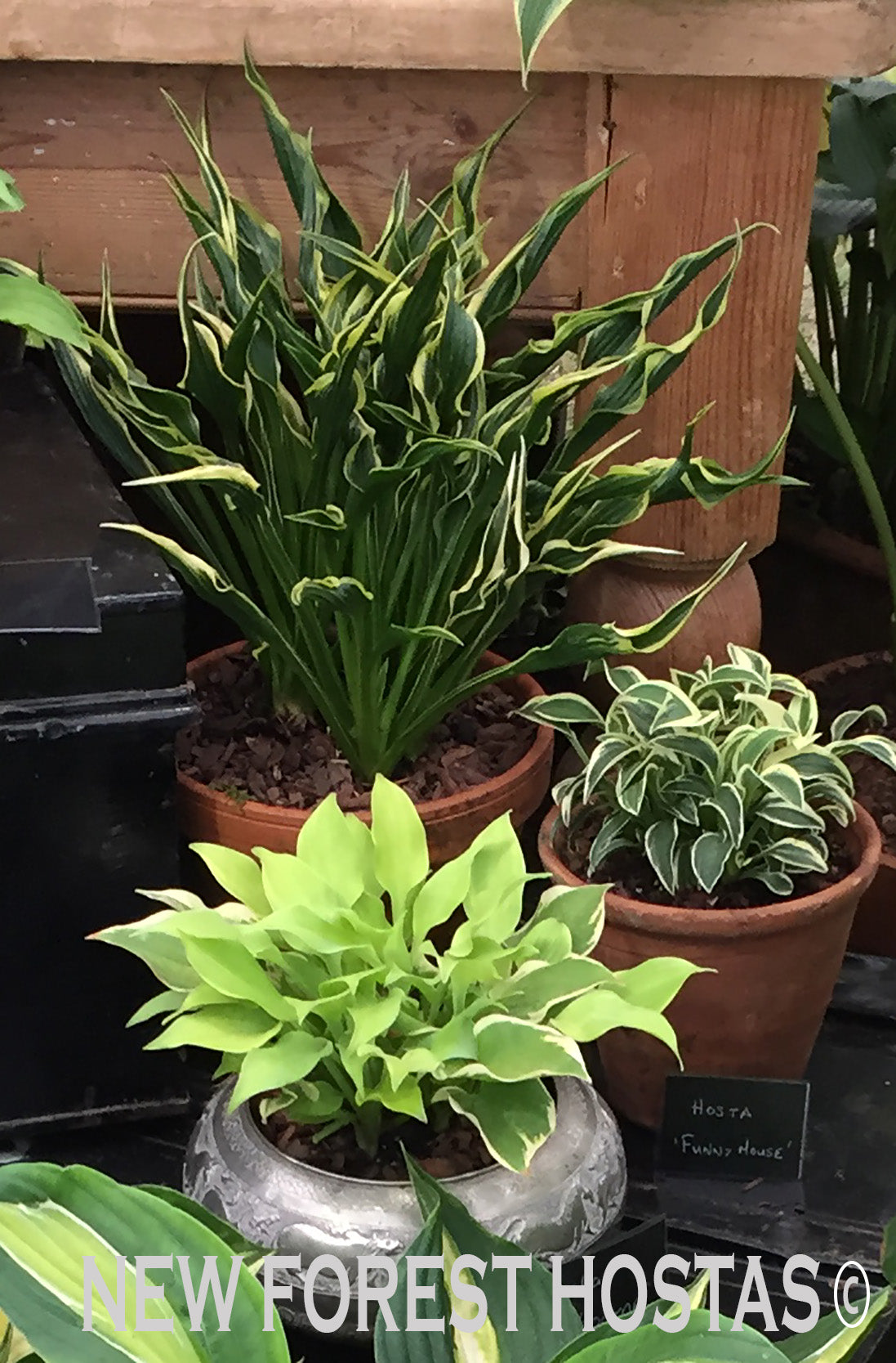 Hosta 'Funny Mouse' - New Forest Hostas & Hemerocallis