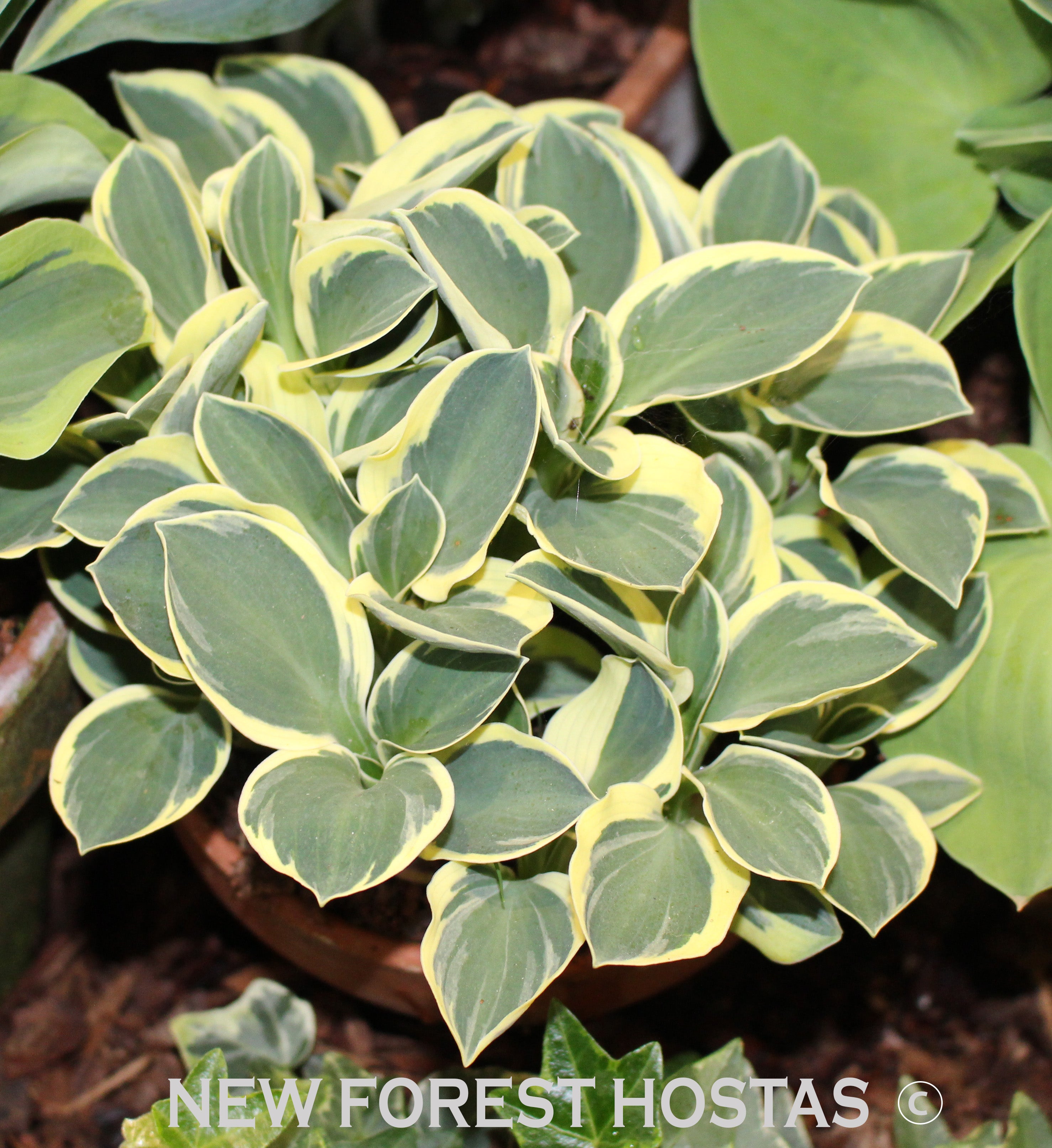 Hosta 'Funny Mouse' - New Forest Hostas & Hemerocallis