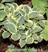 Hosta 'Funny Mouse' - New Forest Hostas & Hemerocallis