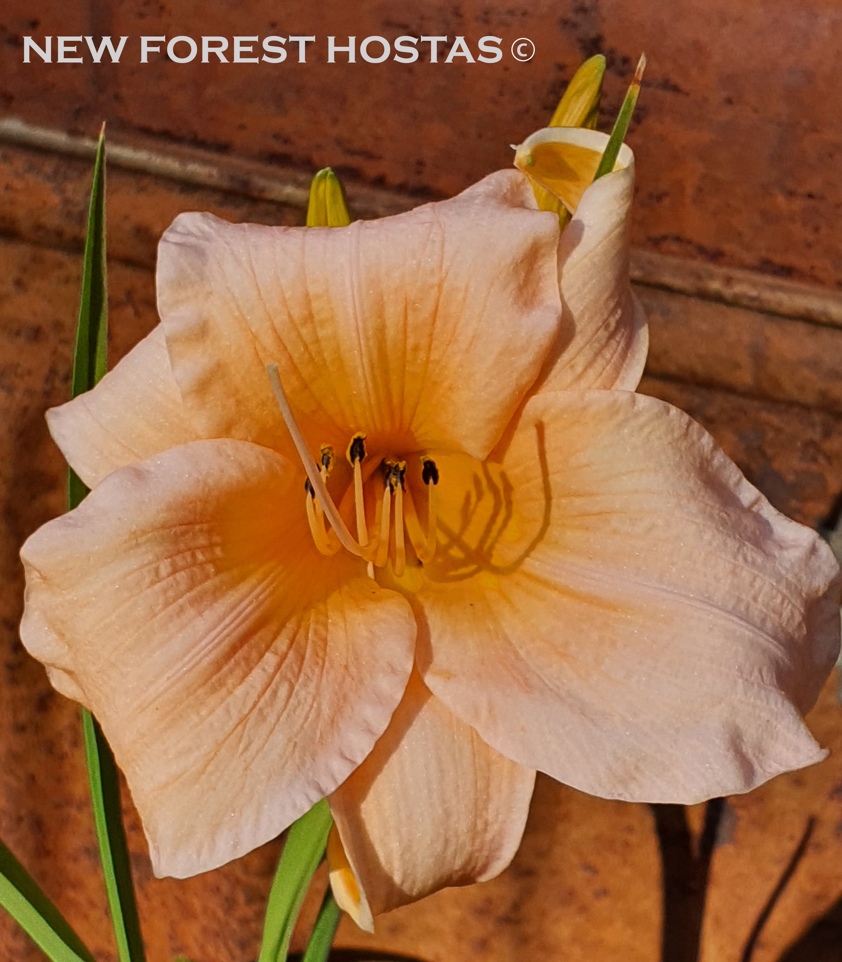 Hemerocallis 'Gala Gown' - New Forest Hostas & Hemerocallis